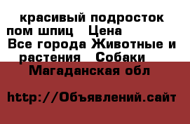 красивый подросток пом шпиц › Цена ­ 30 000 - Все города Животные и растения » Собаки   . Магаданская обл.